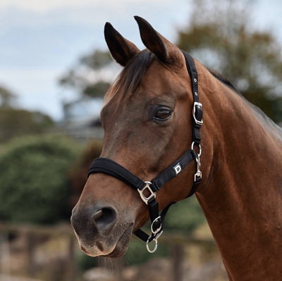 Dublin Neo Comfort Headcollar