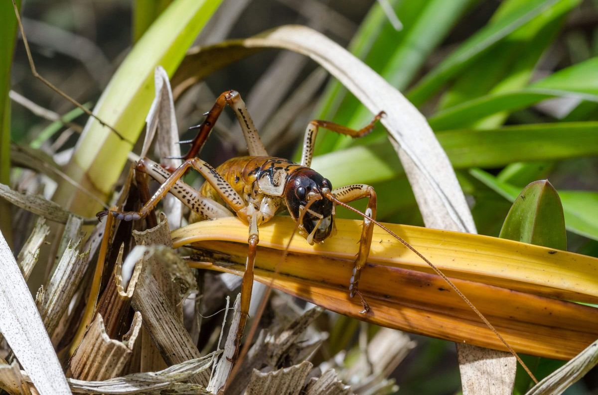 Wētā | Special Species | Living in the Ranges