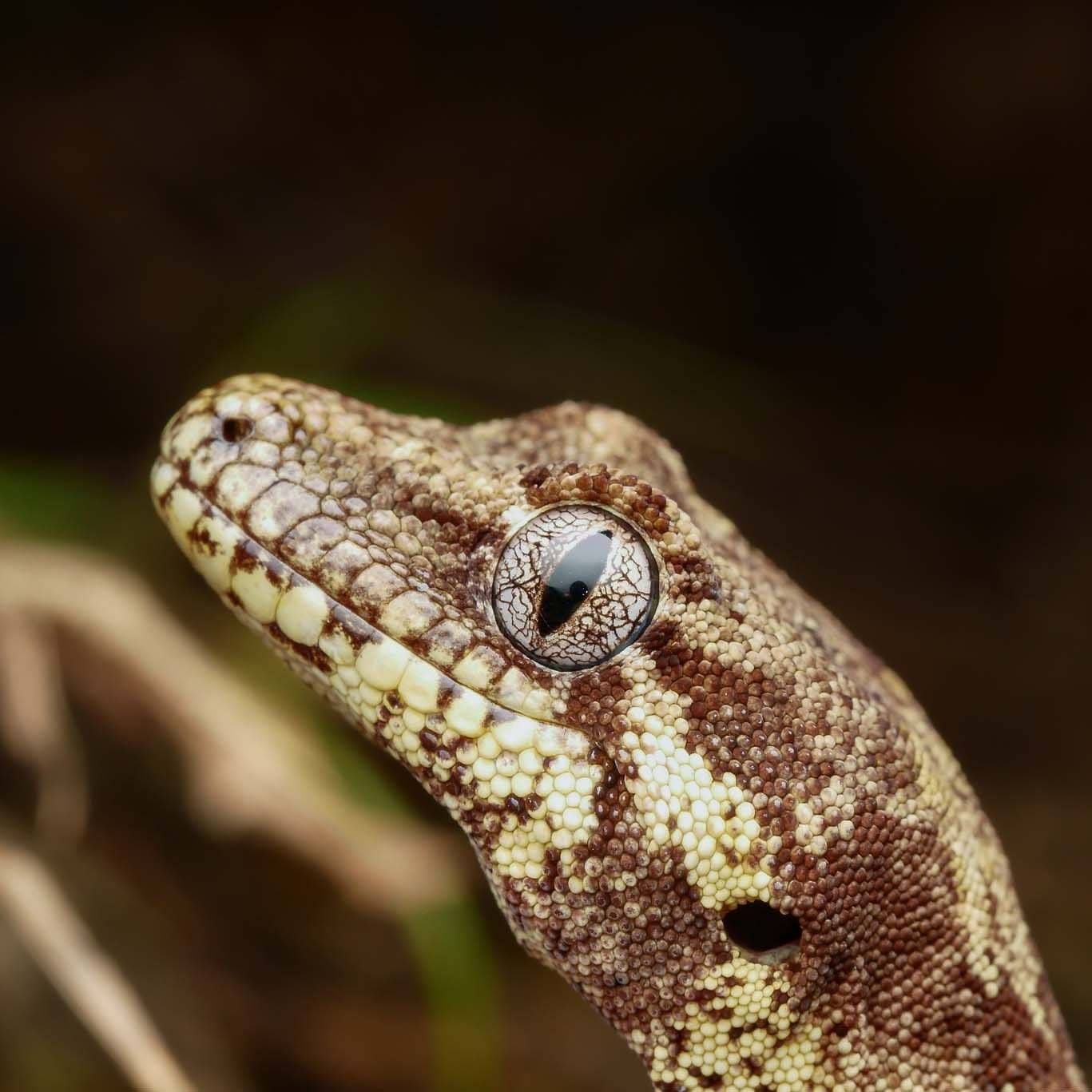 Black and white illustration of a forest gecko