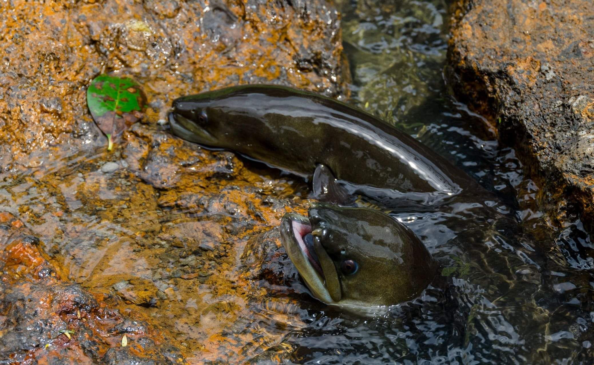 Black and white illustration of a longfin eel