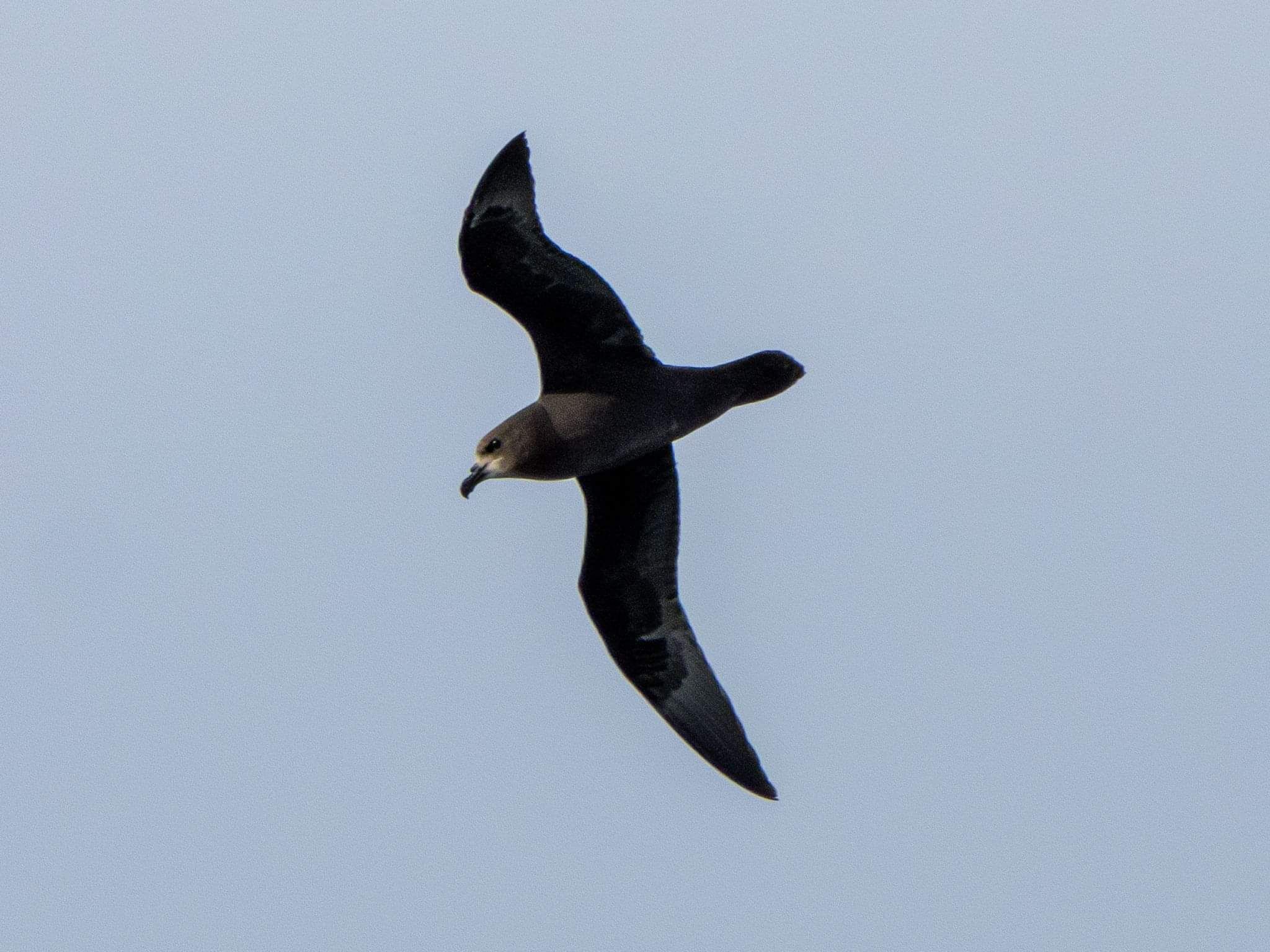 photograph of grey faced petrel bird in flight