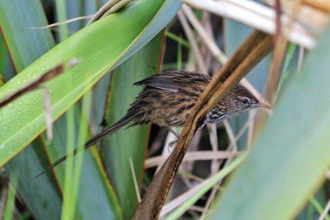 Matata Fern Bird hides in flax bush