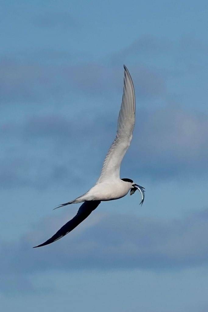 black and white illustration of a tern bird