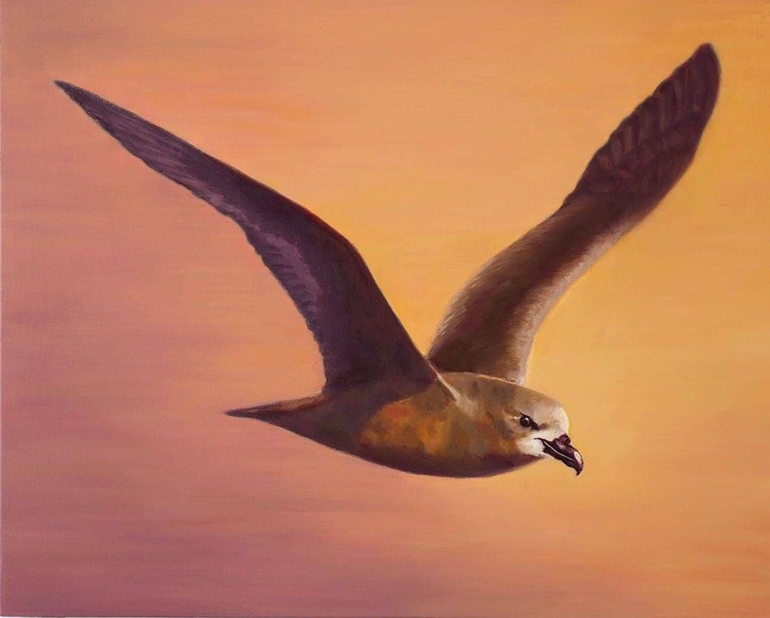 Black and white illustration of a grey faced petrel bird in flight