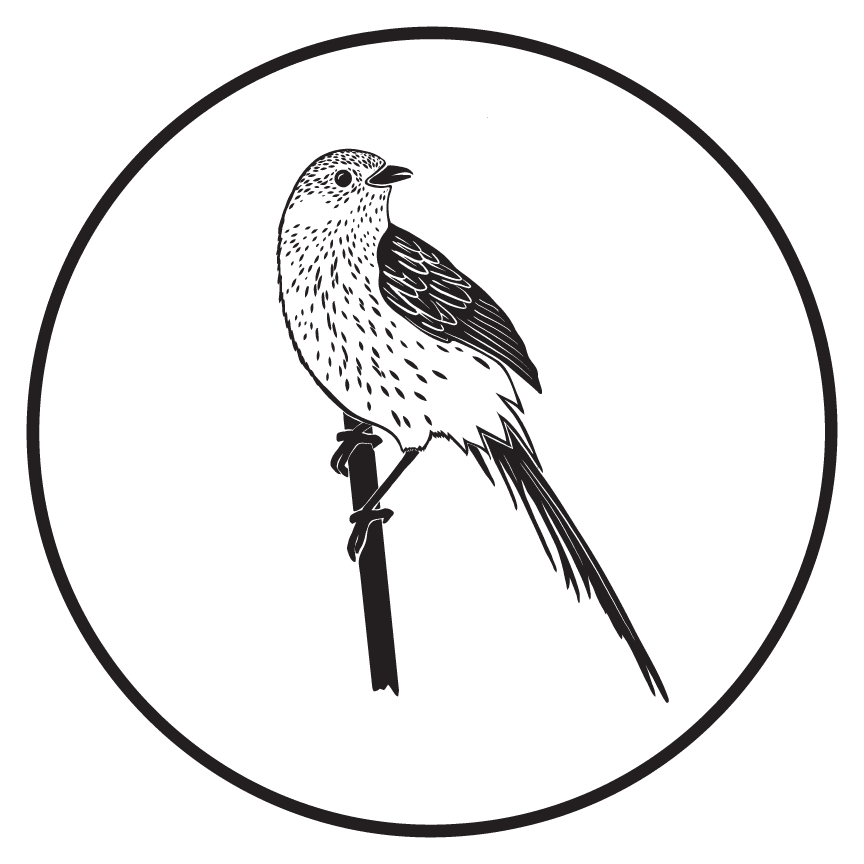 Black and white Illustration of a fern bird on a branch