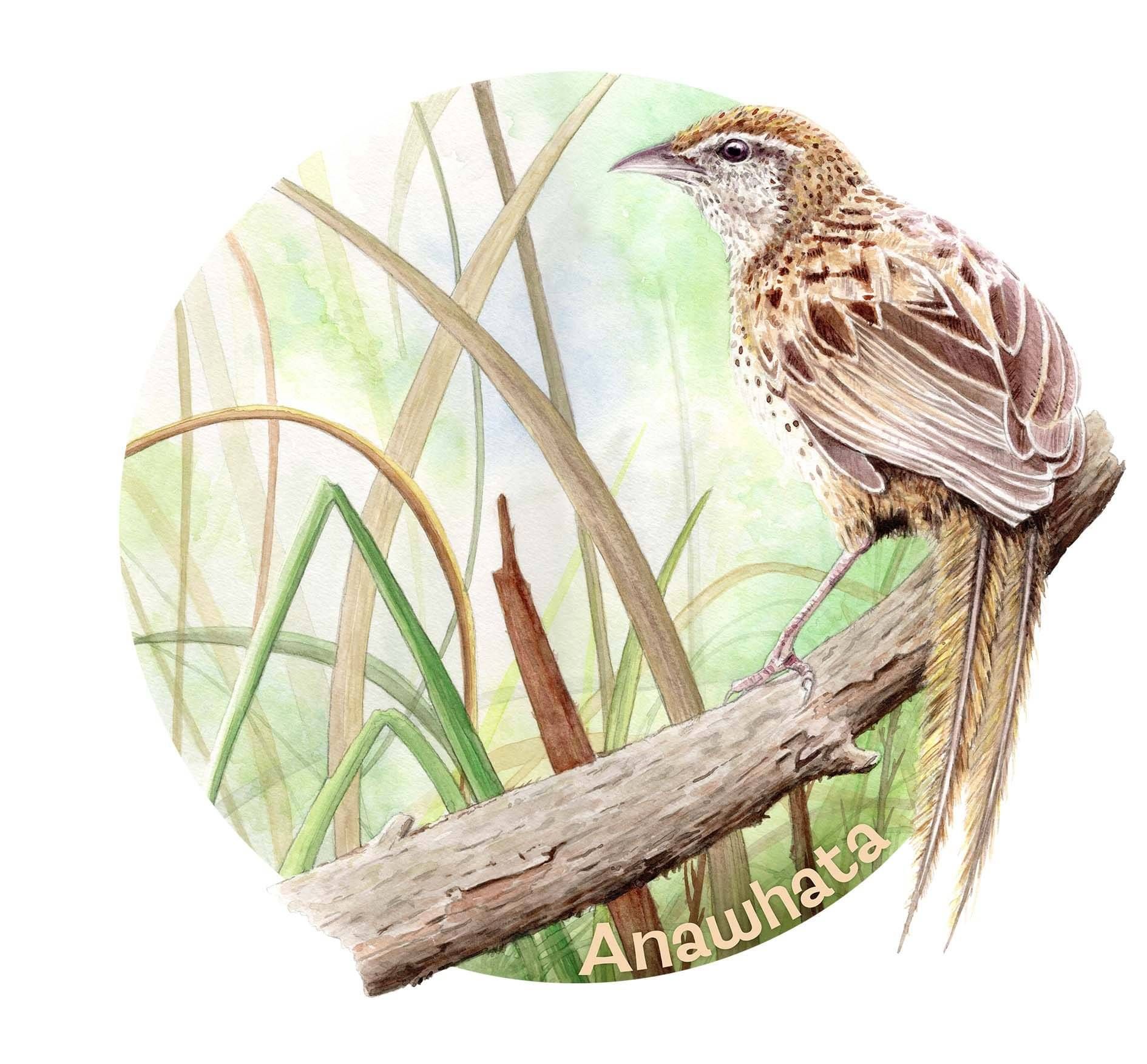 watercolour illustration of a fern bird on a branch