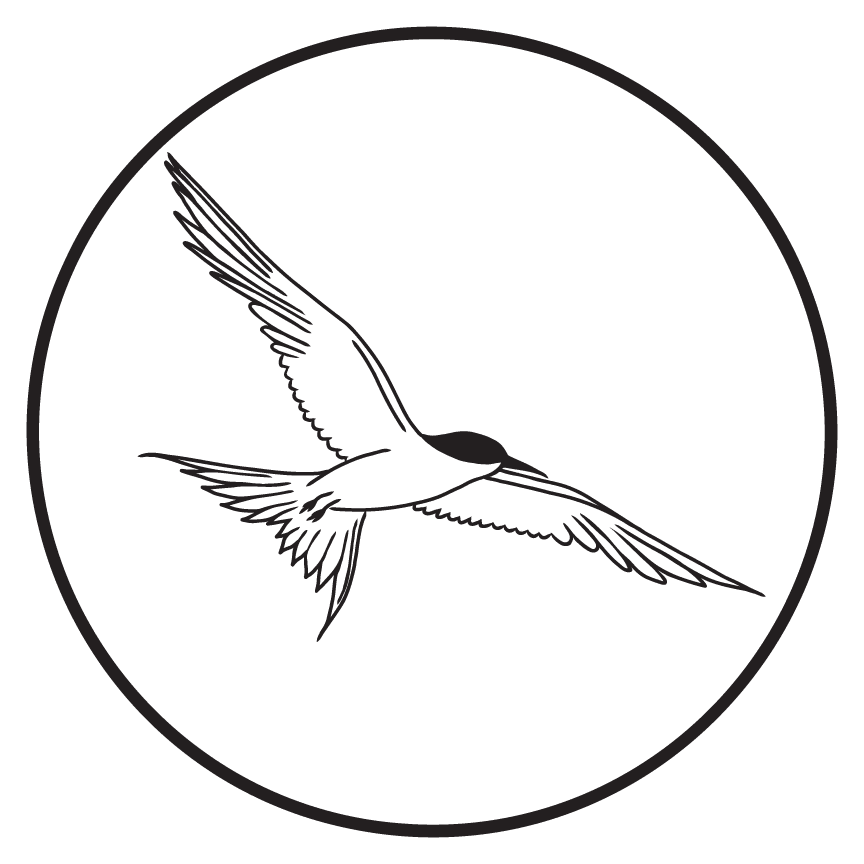 Black and white illustration of a tara or white fronted tern bird in flight