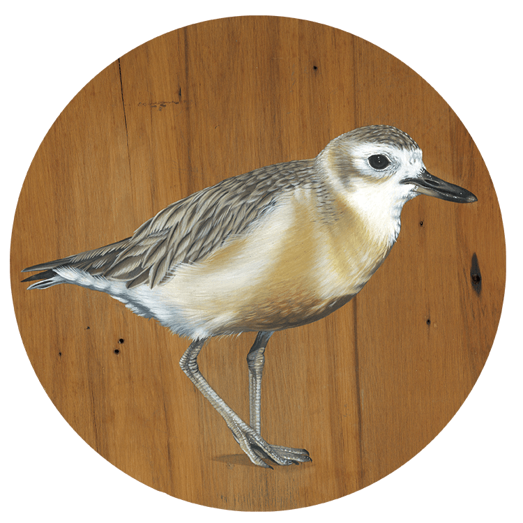 Colour illustration of a NZ Dotterel bird on a wood background