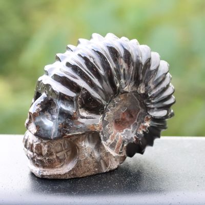 Ammonite Carved Skull