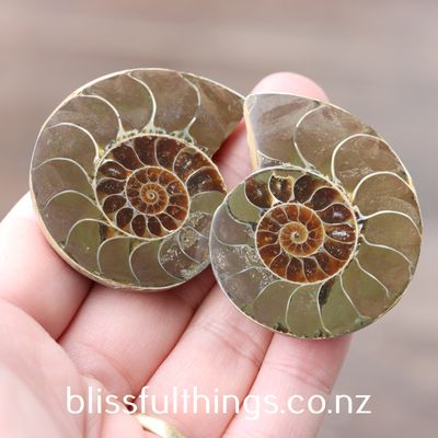 Ammonite Cut &amp; Polished Pair (Small)