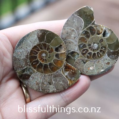 Ammonite Cut &amp; Polished Pair (Small)