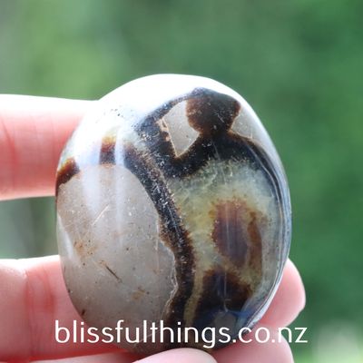 Septarian Palm Stone/Gallet