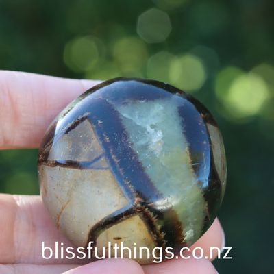 Septarian Palm Stone/Gallet