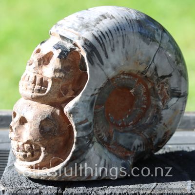 Ammonite Carved DOUBLE Skull