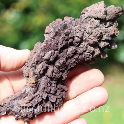 Fossil Poo Coprolite