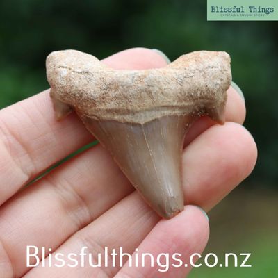 Shark Tooth (Otodus obliquus)