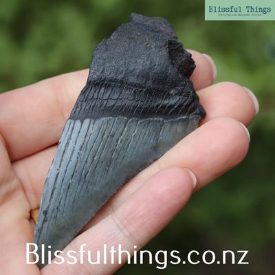 Shark Tooth Fossil