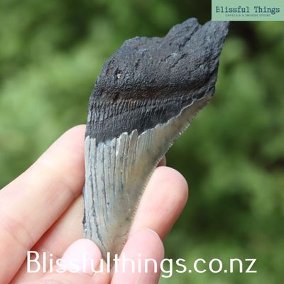 Shark Tooth Fossil