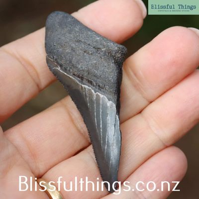 Shark Tooth Fossil