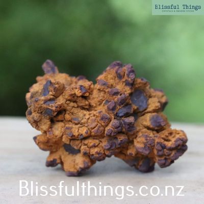 Fossil Poo Coprolite