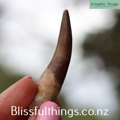 Spinosaurus Fossilized  Tooth