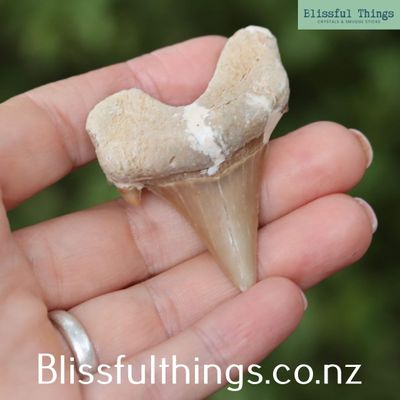 Shark Tooth (Otodus obliquus)