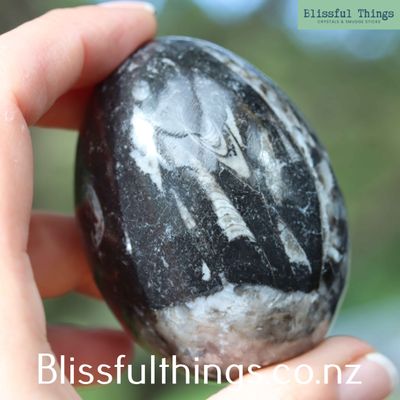 Orthoceras Fossil Egg