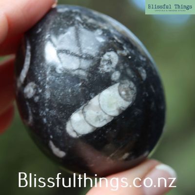 Orthoceras Fossil Egg