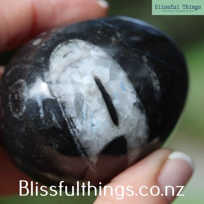 Orthoceras Fossil Egg