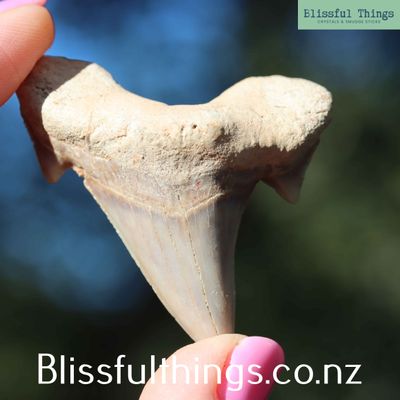 Shark Tooth (Otodus obliquus)