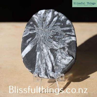 Chrysanthemum Stone Palm Stone