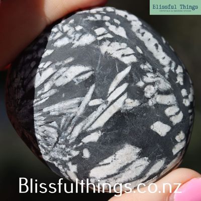 Chrysanthemum Stone Palm Stone