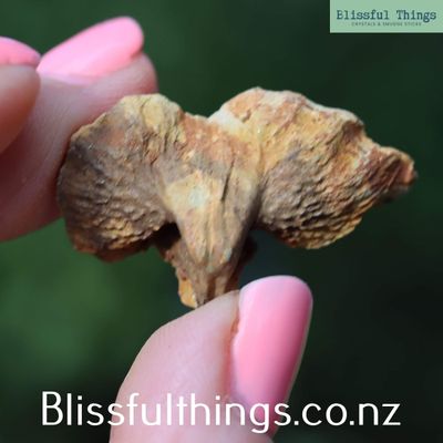 Trigonotreta (brachiopod) Fossil Lot