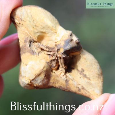 Trigonotreta (brachiopod) Fossil Lot
