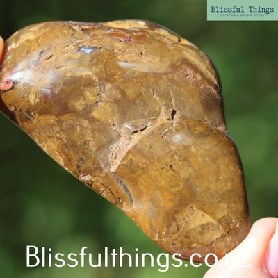 Petrified Wood from New Zealand, Tumble Polished