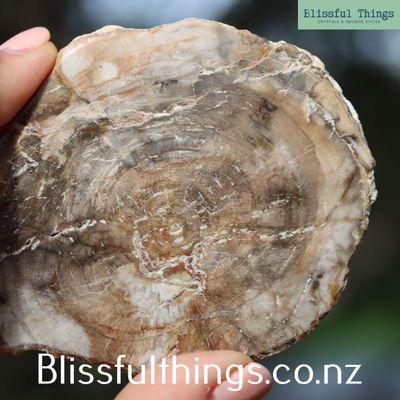 Petrified Wood Polished Slice