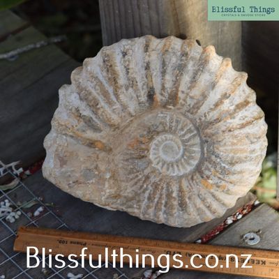 Ammonite Fossil 2.4kg
