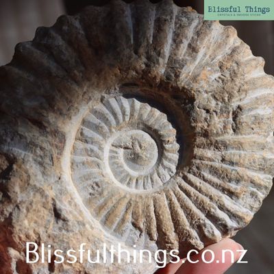Ammonite Fossil 650gram