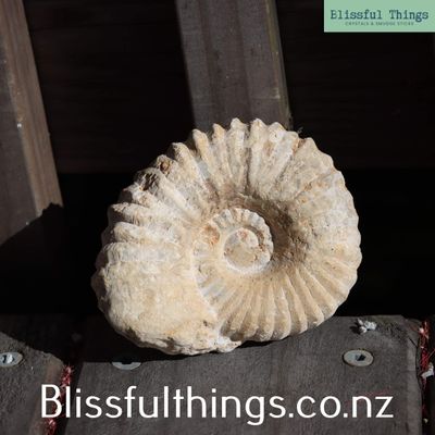 Ammonite Fossil 800gram