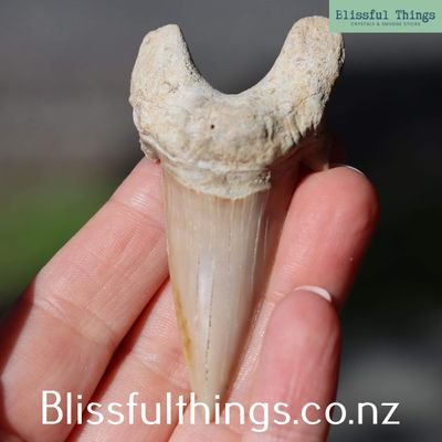 Shark Tooth Fossil (Otodus obliquus)