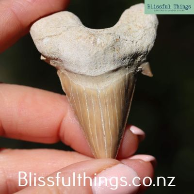 Shark Tooth Fossil (Otodus obliquus)