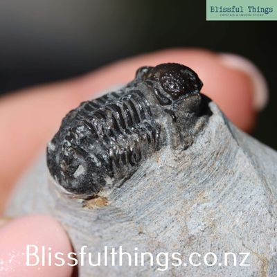 Trilobite Fossil - Gerasto/Proetus