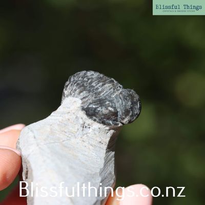 Trilobite Fossil - Gerasto/Proetus