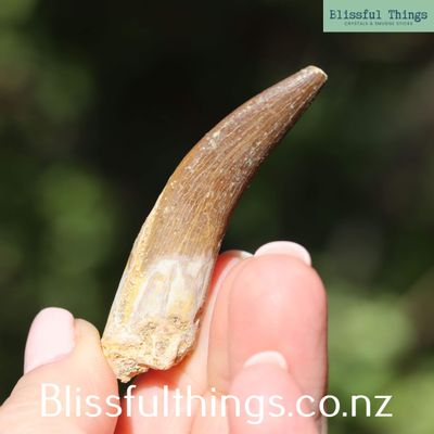 Spinosaurus Fossilized Tooth