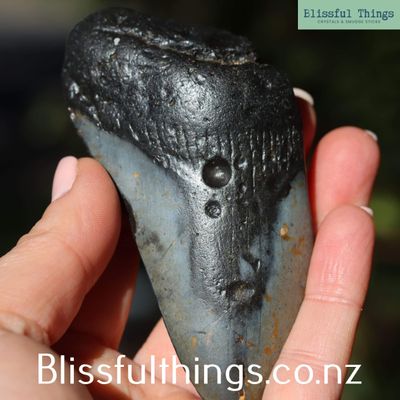 Megalodon &ndash; Fossil Shark Teeth