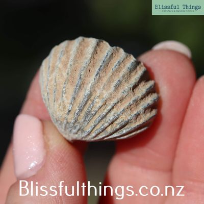 Fossil Brachiopod (Rhynchonellida)