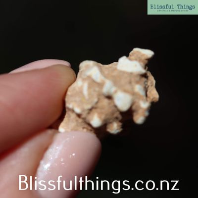 Fossilised Gastropods, Set of Three