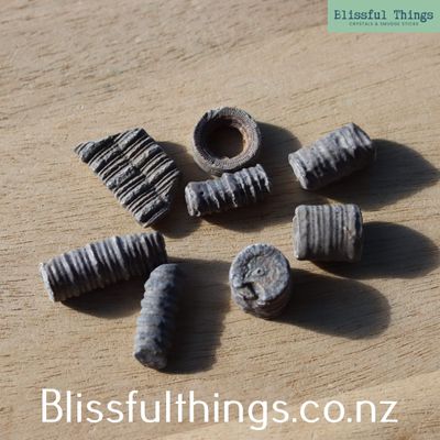 Crinoid Fossils - Sea Lilies