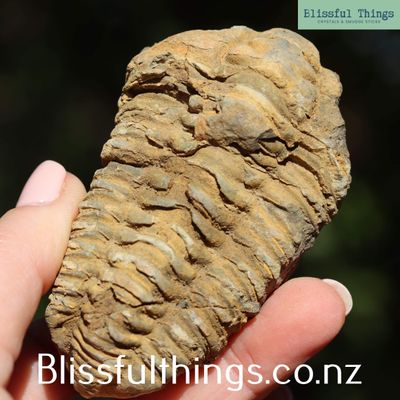 Trilobite Fossil