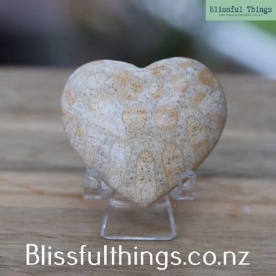 Fossilized Coral Heart